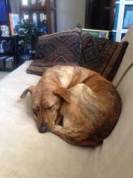 Lost Male Dog last seen Hwy 770 twp Rd 492A, Leduc County, AB T0C 2T0