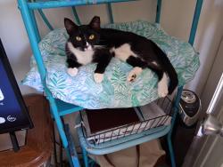 Lost Female Cat last seen Imperial Parkway and Chapman Ave, Bonita Springs, FL 34135