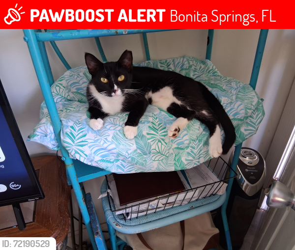 Lost Female Cat last seen Imperial Parkway and Chapman Ave, Bonita Springs, FL 34135
