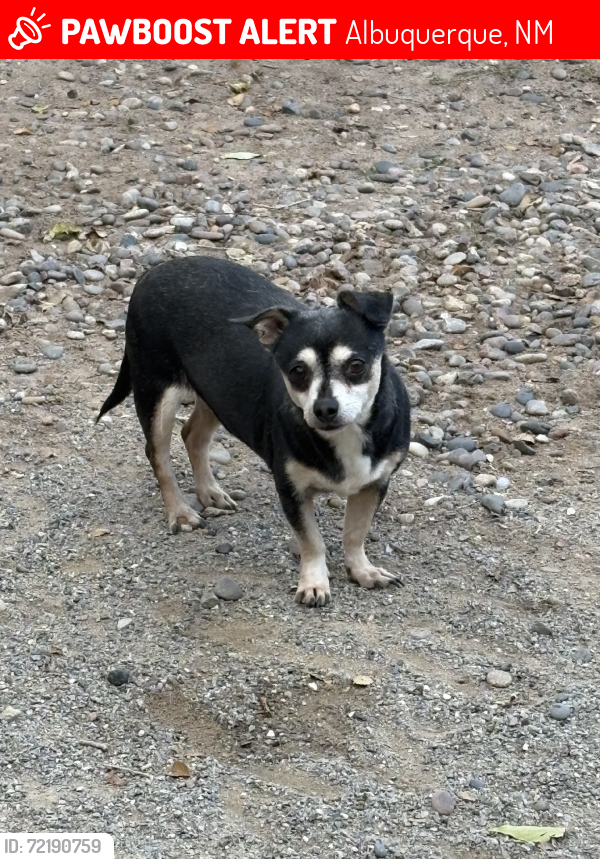 Albuquerque, NM Lost Female Dog, Chiquita Is Missing PawBoost