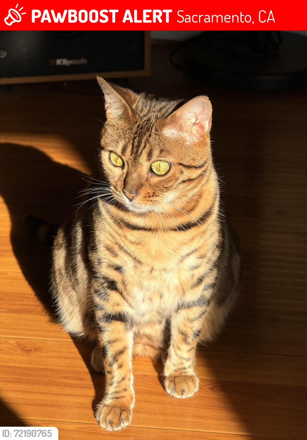Lost Female Cat last seen Banfield and Boswell, Sacramento, CA 95835