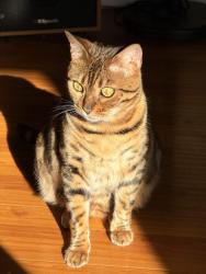 Lost Female Cat last seen Banfield and Boswell, Sacramento, CA 95835