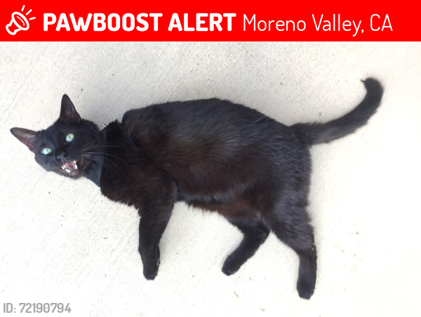 Lost Male Cat last seen morrison st and tioga pass ct. moreno valley ca 92555, Moreno Valley, CA 92555