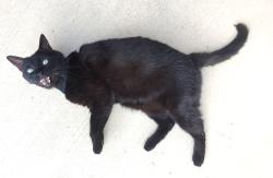 Lost Male Cat last seen morrison st and tioga pass ct. moreno valley ca 92555, Moreno Valley, CA 92555
