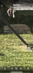 Found/Stray Male Cat last seen School street , Dighton, MA 02764