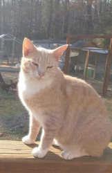 Lost Male Cat last seen Old Williamsburg Road & Dry Bridge Road, Sandston, VA 23150