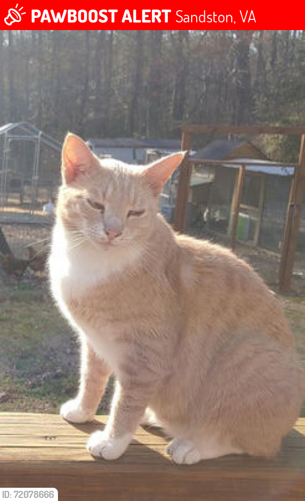 Lost Male Cat last seen Old Williamsburg Road & Dry Bridge Road, Sandston, VA 23150