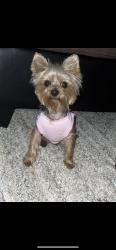 Lost Female Dog last seen Taylor rd Riverdale , Riverdale, GA 30274