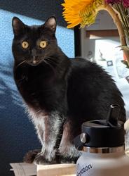 Lost Male Cat last seen Edna Ct and S El Monte Ave Los Altos CA 94022, Los Altos, CA 94022