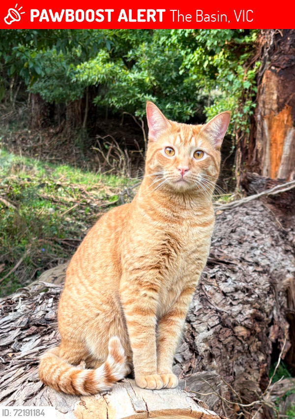 Lost Male Cat last seen Old Coach Road, The Basin,3154, The Basin, VIC 3154