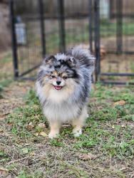 Lost Male Dog last seen Near , San Antonio, TX 78253