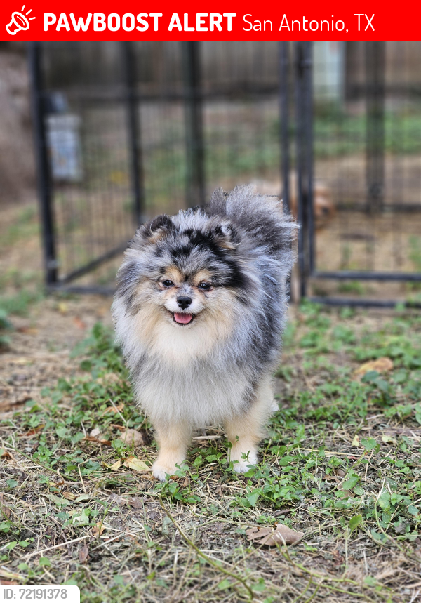 Lost Male Dog last seen Near , San Antonio, TX 78253