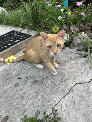 Lost Male Cat last seen Virginia Ave. And Washington St. , New Port Richey, FL 34652