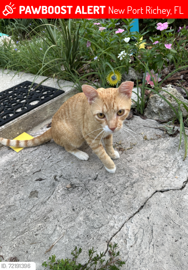Lost Male Cat last seen Virginia Ave. And Washington St. , New Port Richey, FL 34652