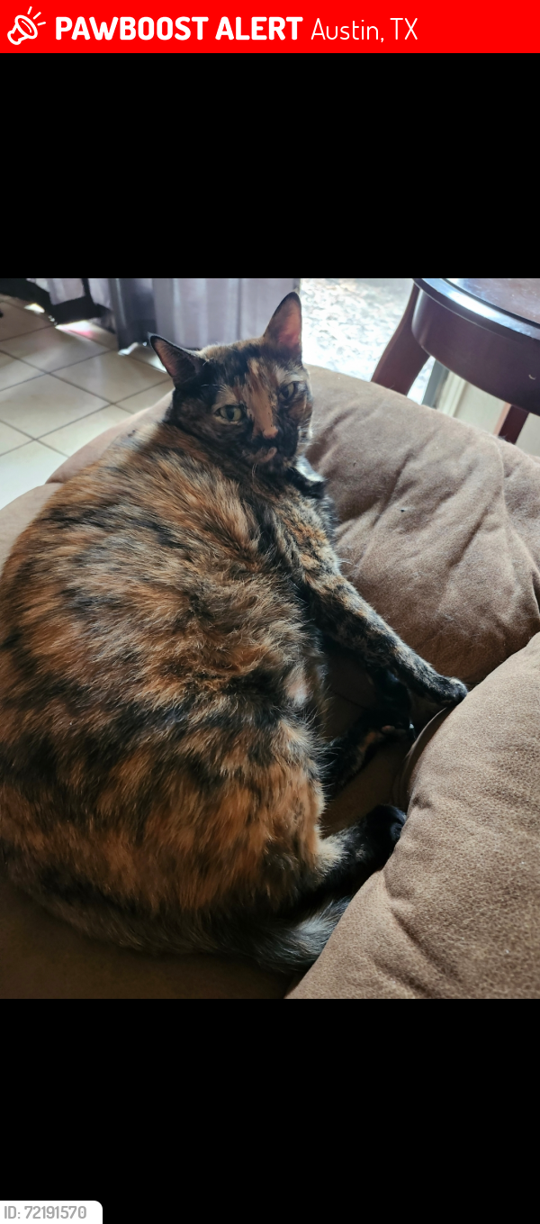 Lost Female Cat last seen Bridgewood and Briar Hollow 78729, Austin, TX 78729