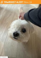 Reunited Male Dog last seen Hagood Rd, Alpharetta, GA 30004