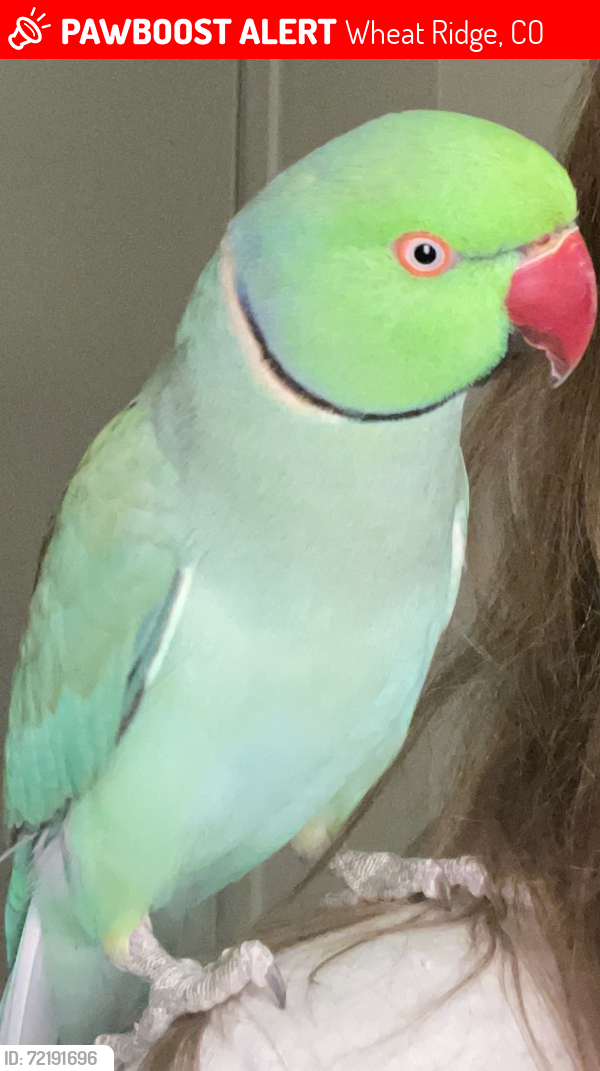 Lost Male Bird last seen Near and Kipling Wheatridge, Wheat Ridge, CO 80033