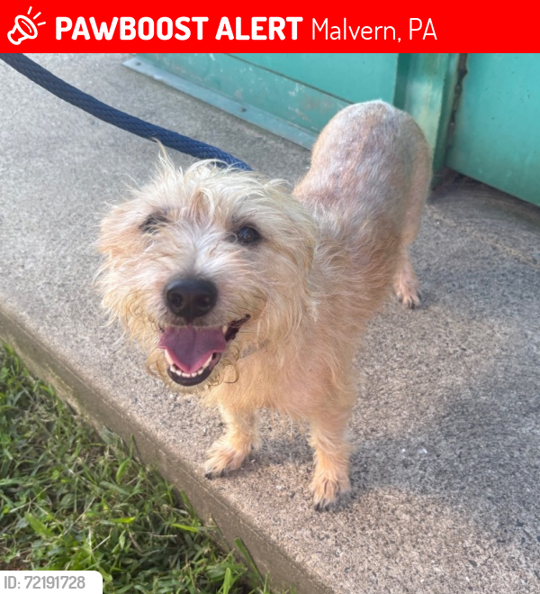 Lost Female Dog last seen Malin Station Road, Malvern, PA 19355