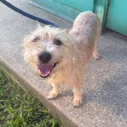 Lost Female Dog last seen Malin Station Road, Malvern, PA 19355