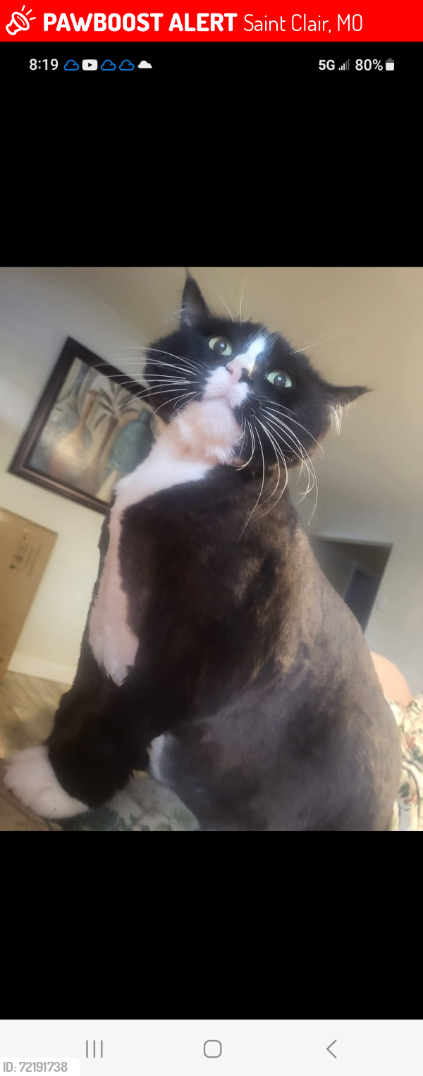 Lost Female Cat last seen Ranch house gas station , Saint Clair, MO 63077