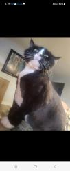 Lost Female Cat last seen Ranch house gas station , Saint Clair, MO 63077