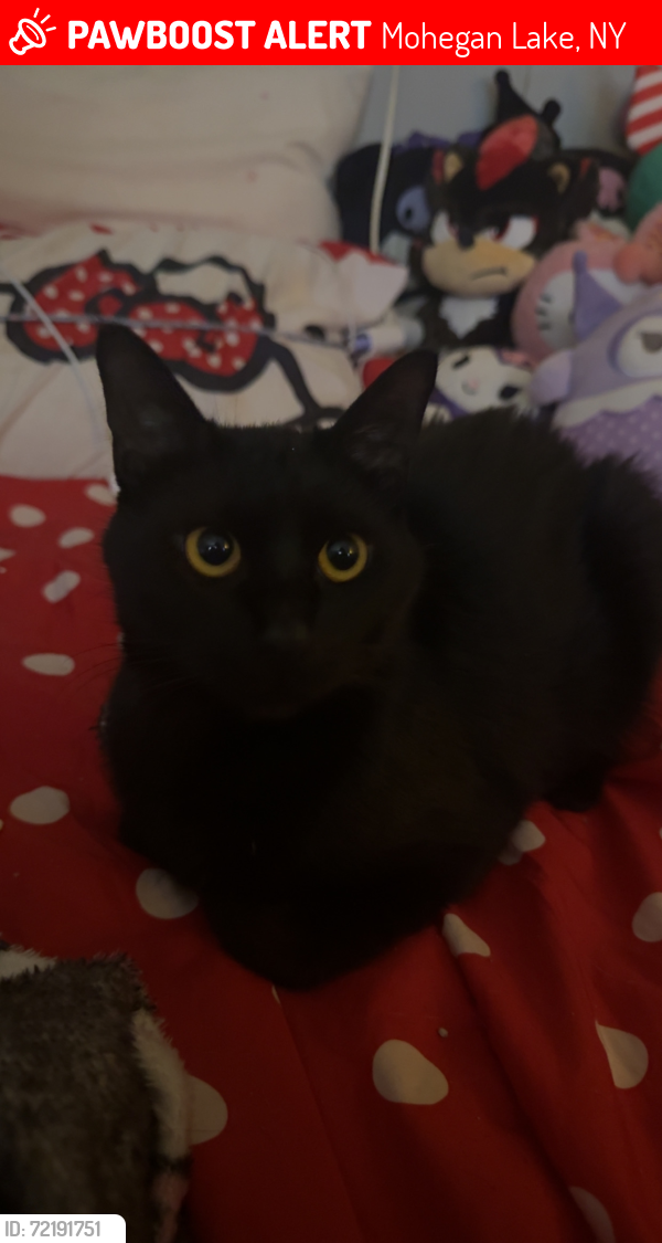 Lost Female Cat last seen Petsmart in the Cortlandt Town Center, Mohegan Lake, NY 10547