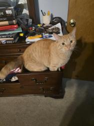 Lost Male Cat last seen 49th and switzer, Merriam, KS 66203