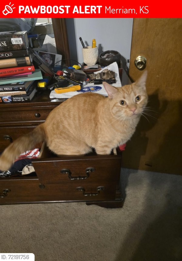 Lost Male Cat last seen 49th and switzer, Merriam, KS 66203