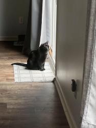Lost Male Cat last seen Lancaster Place, Zionsville, Indiana, Zionsville, IN 46077