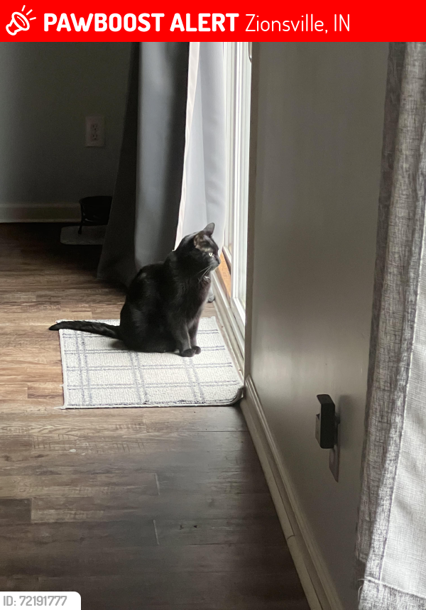 Lost Male Cat last seen Lancaster Place, Zionsville, Indiana, Zionsville, IN 46077