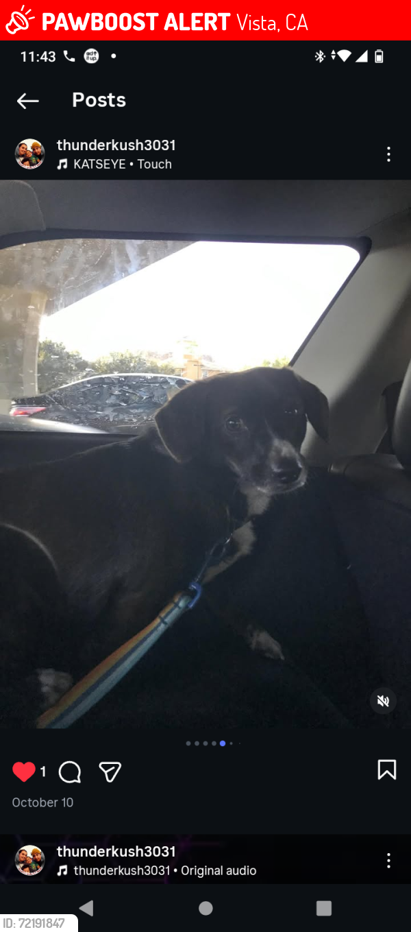 Lost Male Dog last seen Sycamore Ave by the apmt cross the street starter brothers , Vista, CA 92081