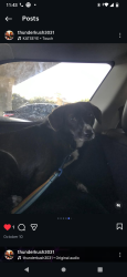 Lost Male Dog last seen Sycamore Ave by the apmt cross the street starter brothers , Vista, CA 92081