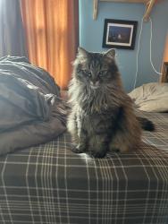 Lost Male Cat last seen Lynngate Dr , Hoover, AL 35216