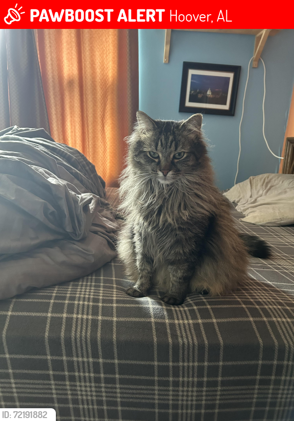 Lost Male Cat last seen Lynngate Dr , Hoover, AL 35216