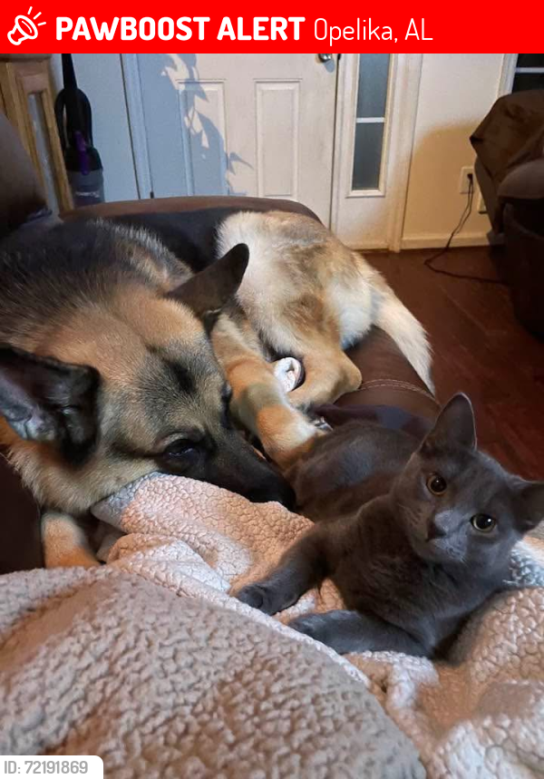 Lost Female Cat last seen Hall St, Opelika, AL 36804