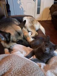 Lost Female Cat last seen Hall St, Opelika, AL 36804