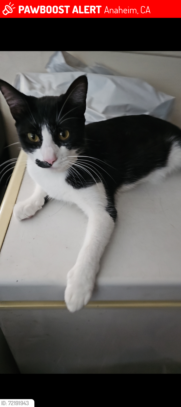 Lost Female Cat last seen Sycamore and east street, Anaheim, CA 92805
