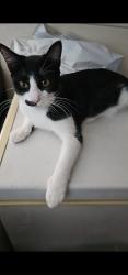 Lost Female Cat last seen Sycamore and east street, Anaheim, CA 92805