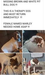 Lost Female Dog last seen Newbern Heights, Pulaski, VA 24301