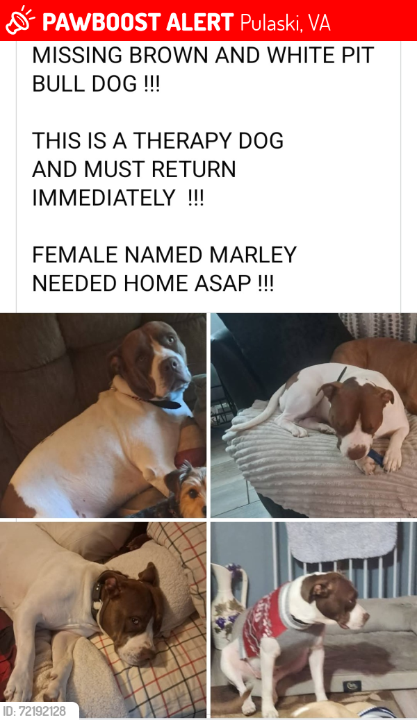 Lost Female Dog last seen Newbern Heights, Pulaski, VA 24301