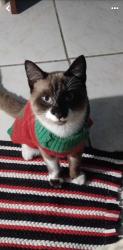 Lost Male Cat last seen Palm beach blvd, Fort Myers, FL 33905
