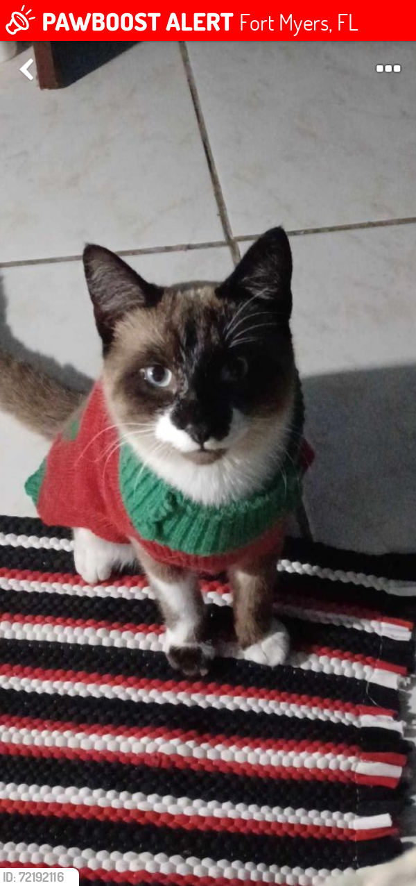 Lost Male Cat last seen Palm beach blvd, Fort Myers, FL 33905
