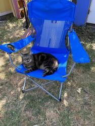 Lost Female Cat last seen Mahogany Street, Sacramento, CA 95838