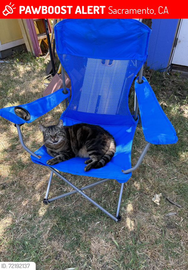 Lost Female Cat last seen Mahogany Street, Sacramento, CA 95838