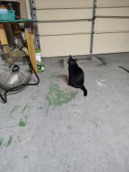 Lost Male Cat last seen Port malabar and Salem St NE, Palm Bay, FL 32905