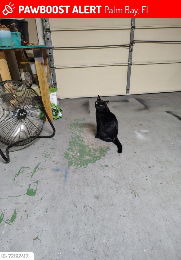 Lost Male Cat last seen Port malabar and Salem St NE, Palm Bay, FL 32905