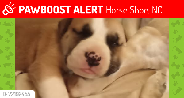 Lost Female Dog last seen bane rd and brickyard, Horse Shoe, NC 28742