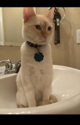 Lost Male Cat last seen Skipjack ln and Spokane dr, Fort Worth, TX 76179