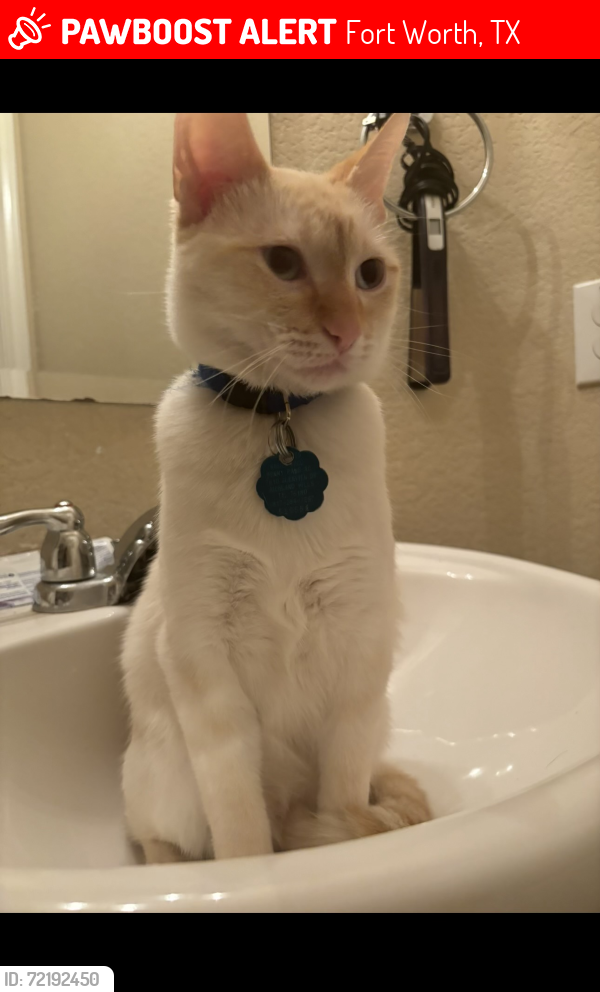 Lost Male Cat last seen Skipjack ln and Spokane dr, Fort Worth, TX 76179