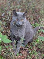 Lost Male Cat last seen The woods behind True North Church, North Augusta, SC 29841